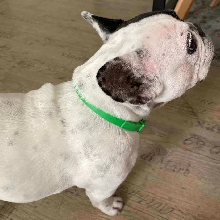 Fur LYF - Tick & Flea Free Collar - India Ease